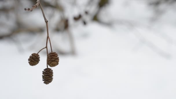 Reife weibliche Erlenkätzchen, die sich im Wind wiegen. alnus — Stockvideo