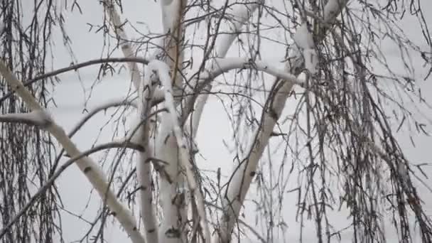 Närbild av snö som faller på bakgrund av bladlösa Björken — Stockvideo