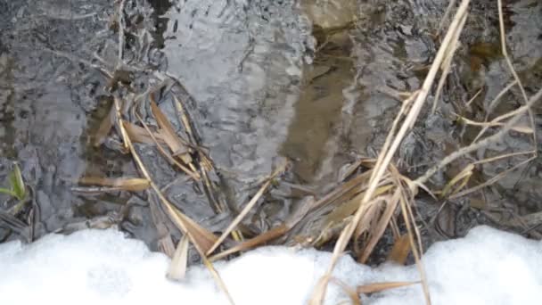 Surface de l'eau scintillante dans le ruisseau avec de la glace fondante au printemps — Video