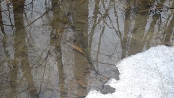 Поверхность воды в ручье с тающим льдом весной — стоковое видео
