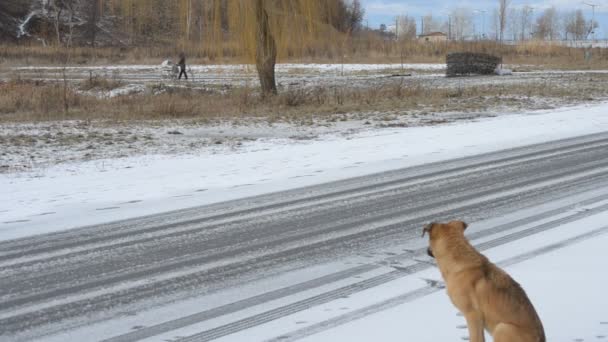 Одинокая бездомная собака, сидящая на обочине дороги зимой — стоковое видео