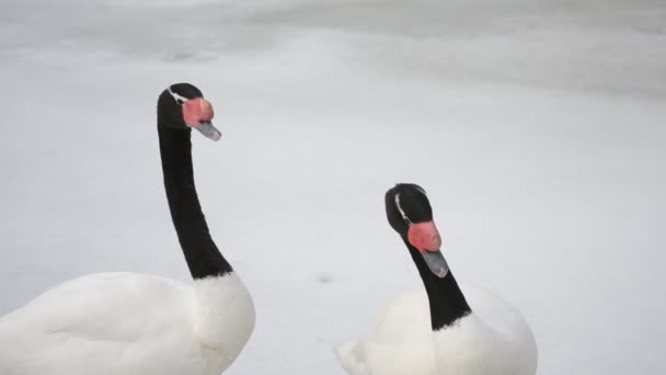 Cygnus melancoryphus. Dos cisnes de cuello negro caminando sobre la nieve — Vídeos de Stock