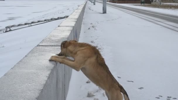 Perro de pie con patas delanteras en parapeto de hormigón de un depósito de agua congelada — Vídeos de Stock