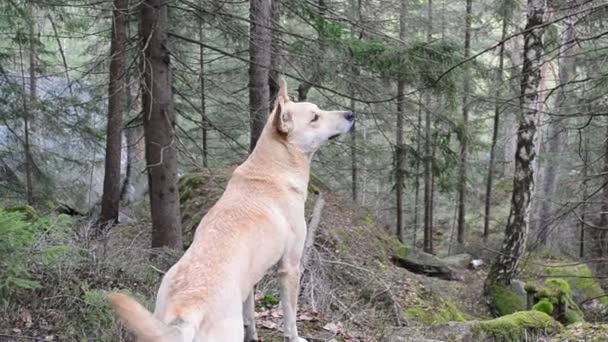 Hond snuift lucht in een bergachtig bos en loopt weg — Stockvideo