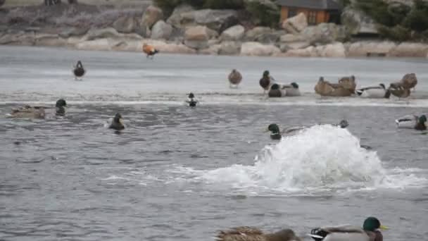 Close-up van Duck fladderende met vleugels in vijver in mezhyhirya in januari 2015 — Stockvideo