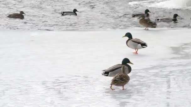 Многие дикие утки ходят по льду и прыгают в воду — стоковое видео