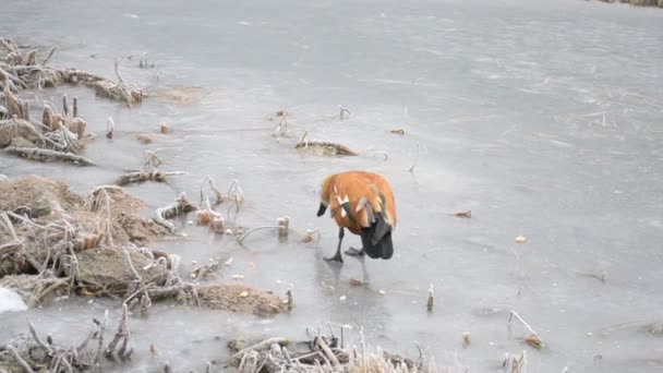 Ruddy Bergeend lopen op een bevroren vijver wordt gevoed met brood — Stockvideo