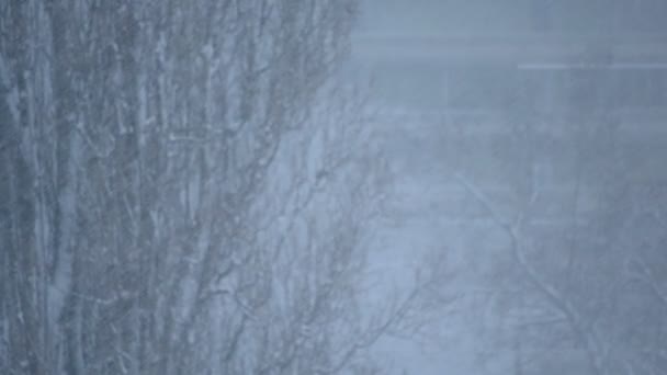 Sneeuw die op de achtergrond van het flatgebouw en de grote bladloos boom valt — Stockvideo