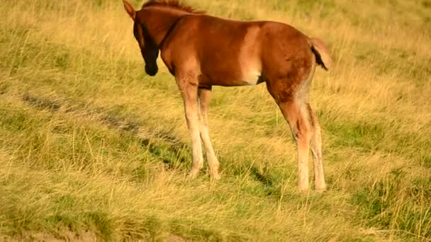 Mignon poulain dans un champ dans les montagnes à l'aube 