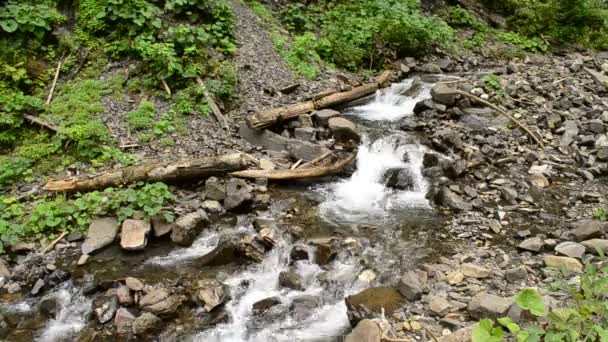 Kleiner Gebirgsfluss mit Stromschnellen, Wasserfällen, grüner Vegetation — Stockvideo