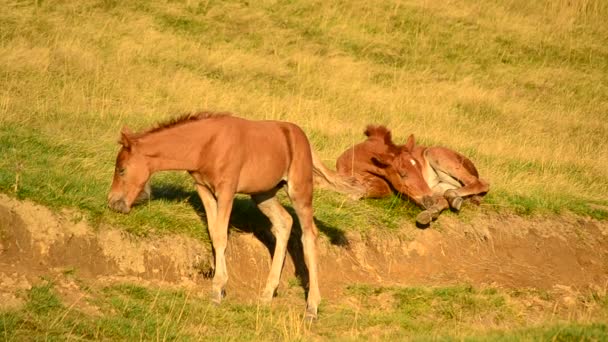 Deux poulains bruns se détendent et paissent sur le pâturage à l'aube 