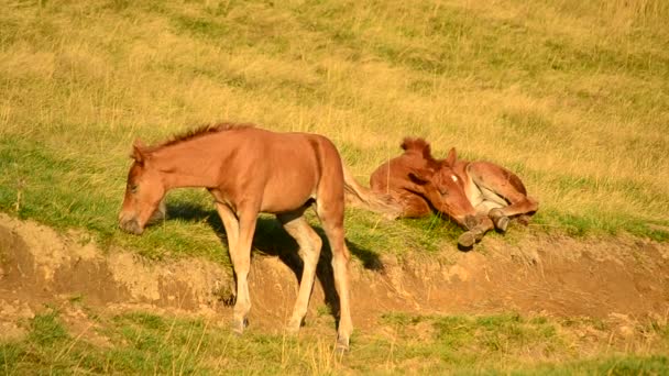 Zwei niedliche braune Fohlen entspannen sich und grasen im Morgengrauen auf der Weide — Stockvideo