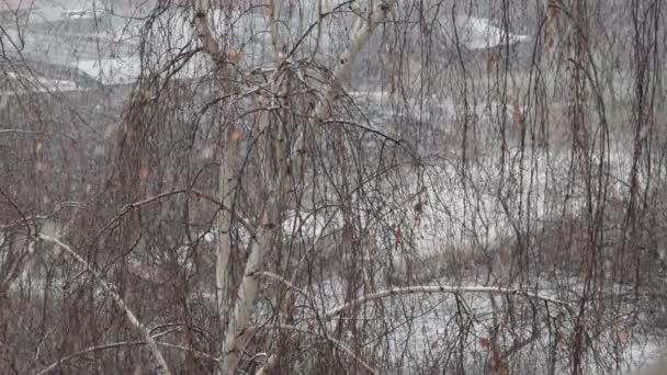Movimiento lento de la nieve que cae sobre el abedul sin hojas en invierno — Vídeo de stock