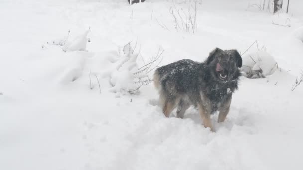 モングレル犬は雪の流れを歩く — ストック動画