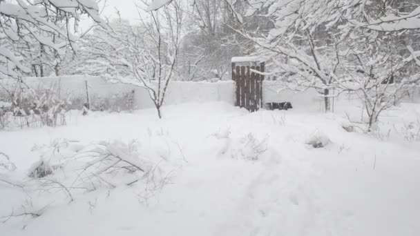 Hund springt im Winter auf Weide und läuft davon — Stockvideo