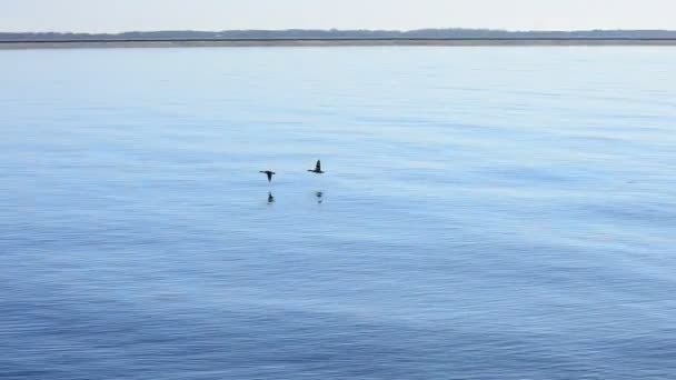 Patos volando alto en el fondo del río con faro — Vídeo de stock
