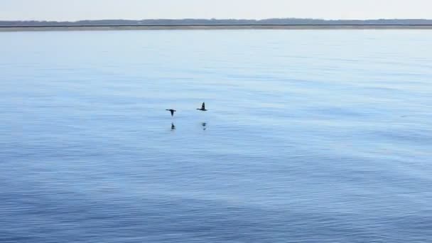 Enten fliegen himmelhoch auf dem Hintergrund des Flusses mit Leuchtturm — Stockvideo