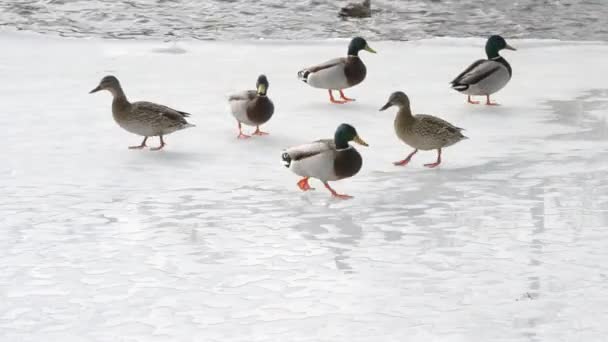 Many wild ducks walk on ice of partly frozen pond — Stock Video