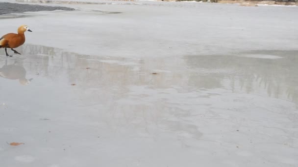 Tadorna ferruginea. Ruddy shelduck camina sobre hielo de estanque parcialmente congelado — Vídeo de stock