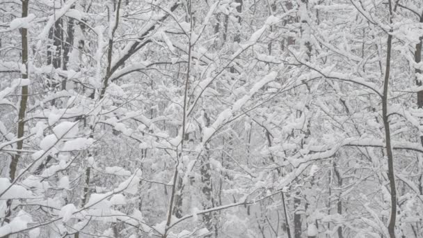 Yapraksız yaprak döken ağaçların arka planına düşen kar — Stok video