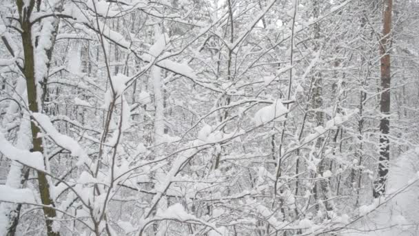 森の中で雪が降っている。雪の山が時々木から落ちる — ストック動画