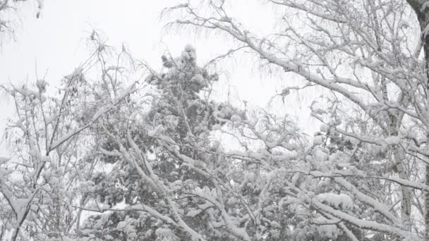 Nieve cayendo sobre el fondo de las copas de los árboles balanceándose en el viento — Vídeo de stock