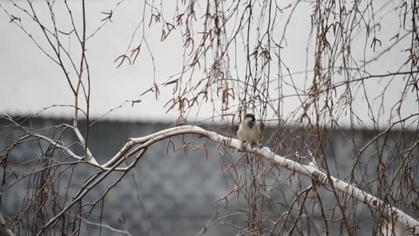 Sparrow twitters on leafless birch tree — Stock Video