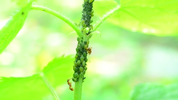 Mutualism. Ants tend plant lice on nettle stem and milk them — Stock Video