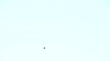 Açık mavi gökyüzünün arka planında gökyüzünde uçan kuş