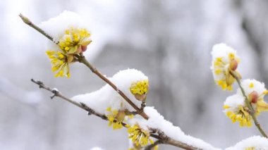 Güzel sarı Cornelian kiraz çiçekleri üzerine kar düşüyor