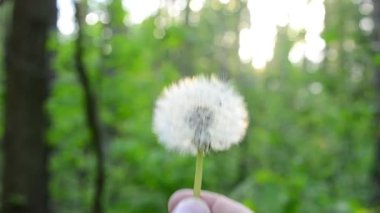 Yeşil bulanık arka plan üzerinde karahindiba blowball uzak Üfleme