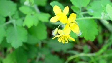 Büyük celandine çiçek baharda rüzgar tarafından üfledi