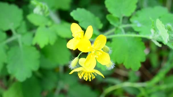 Större svalört blomma blåst av vinden i vår — Stockvideo