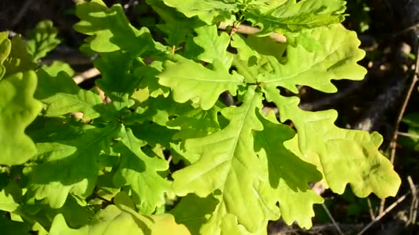 Levendig groen gebladerte van Engelse eiken beeft geblazen door wind — Stockvideo