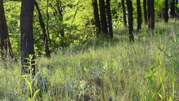 Belle prairie dans une forêt par une journée ensoleillée — Video