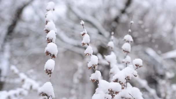 Melisse officinalis. Schnee fällt im Winter auf Zitronenmelisse — Stockvideo