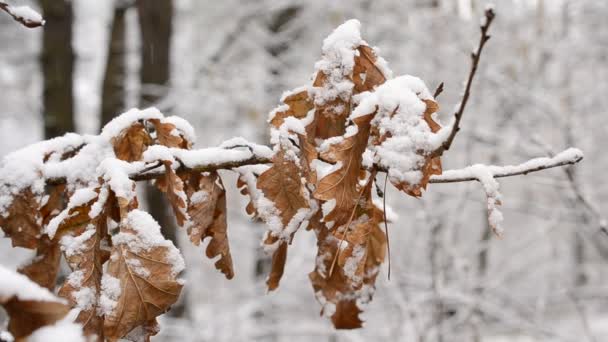 Neve cade in inverno su fogliame secco di quercia inglese soffiato dal vento — Video Stock