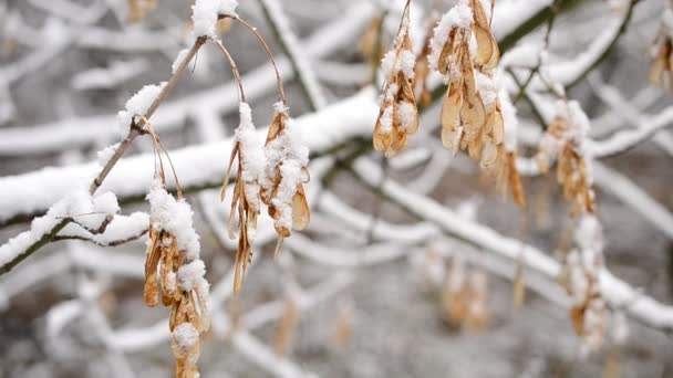 Neve caindo no samara sementes de frutas de árvore caixa mais velha sem folhas — Vídeo de Stock