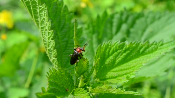 Coléoptère soldat assis sur une plante luxuriante d'ortie déplaçant ses moustaches — Video