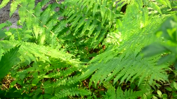 Wild fern swaying gently in wind in spring in a sunny day — Stockvideo