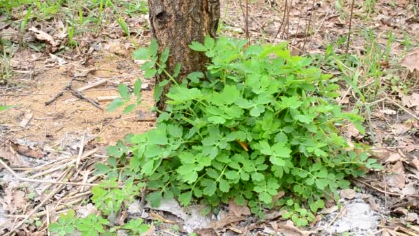 Una maggiore crescita di celandine cresce vicino al tronco d'albero — Video Stock