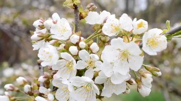 Cerasus avium. Nahaufnahme der weißen Kirschbaumblüte — Stockvideo