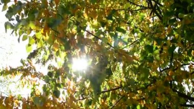 Güneş ışınları sarı ve yeşil kireç ağacı yaprakları ile gelir