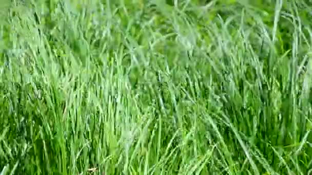 Svěží pulzující zelená tráva fouká větrem za slunného dne — Stock video