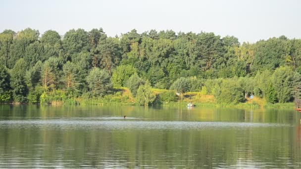 Person simmar i en sjö eller flod på sommaren Videoklipp