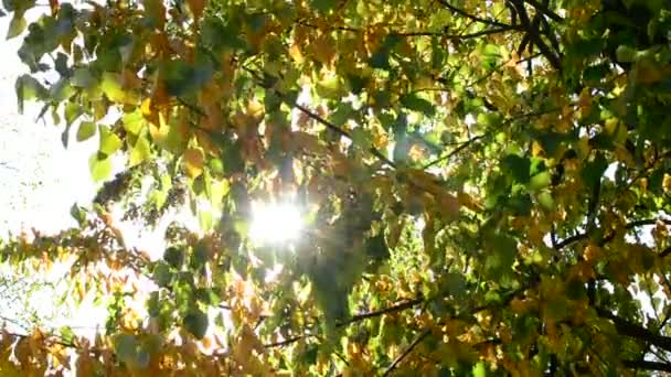 Sun rays come through yellow and green lime tree foliage — Stock Video