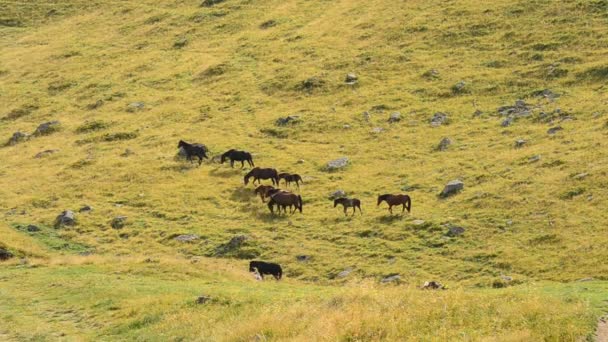 Manada de caballos caminando sobre pastizales en las montañas a finales del verano — Vídeos de Stock