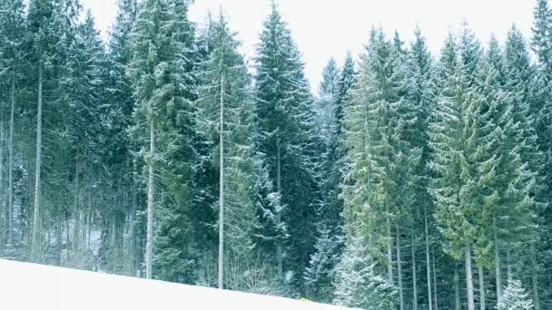 Snö faller på bakgrunden av gröna granar i bergen — Stockvideo