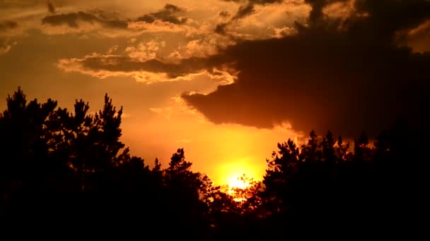 Caducidad de la puesta de sol con nubes que se mueven por encima de las siluetas del árbol — Vídeo de stock