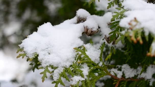 Schnee fällt auf schönen grünen Thuja-Ast mit Zapfen — Stockvideo